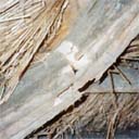 Broken Rafter, caused by insect attack in a thatched roof